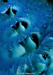 Blue Christmas tree worm ..... up close by Chris Miskavitch 